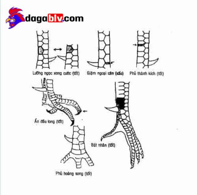 Cách nhận biết vảy gà đá