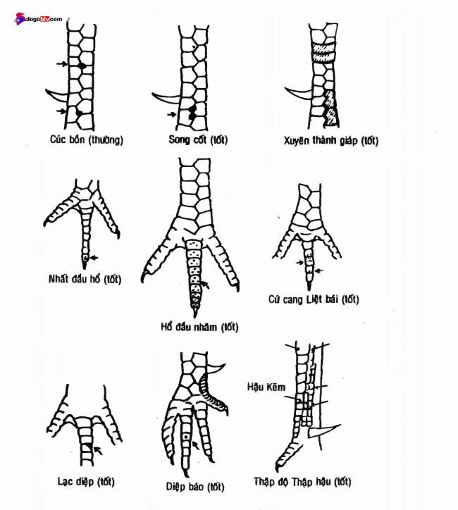 Các loại vảy gà chọi đẹp