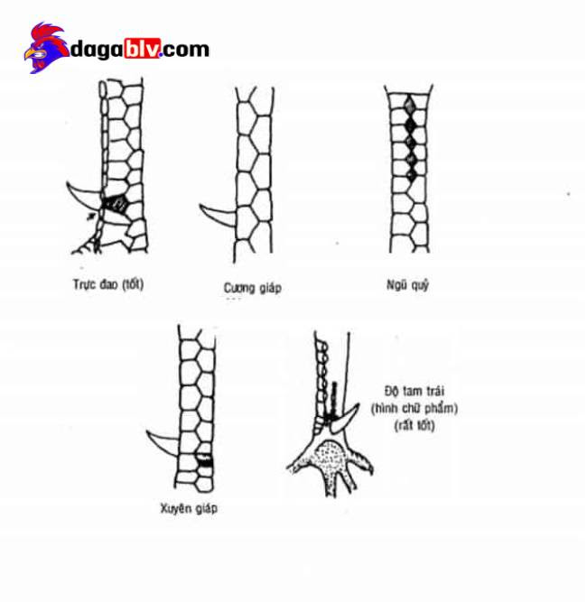 Nhận biết vảy gà chọi 