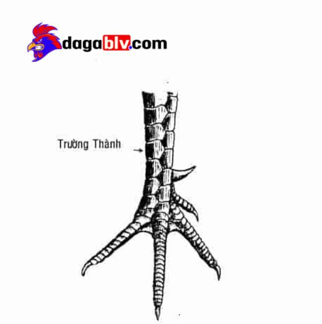 Cách nhận biết vảy gà chọi - Trường thành