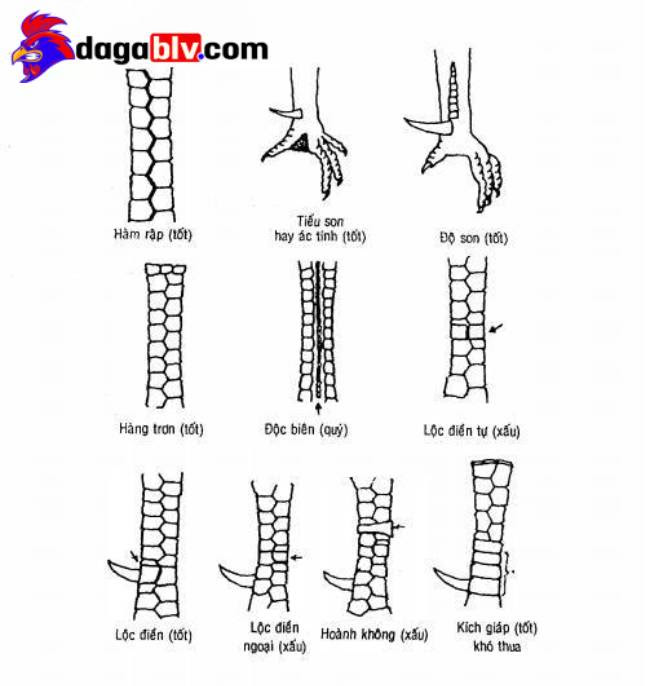 Một số loại vảy gà chọi 