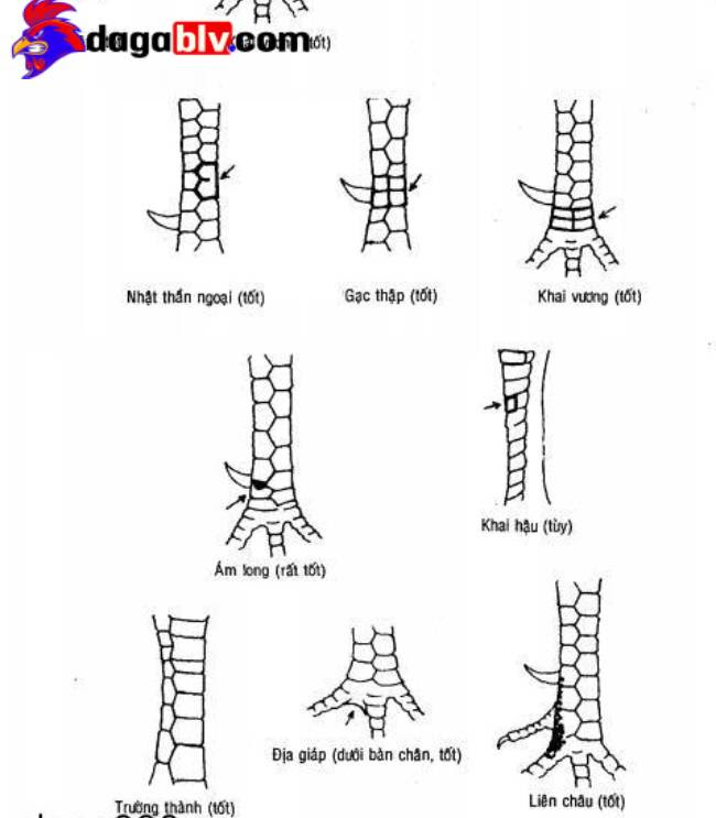 Vảy gà chọi tốt