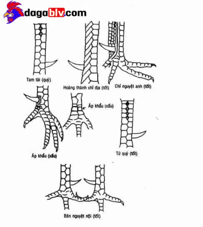 Các loại vảy gà chọi quý