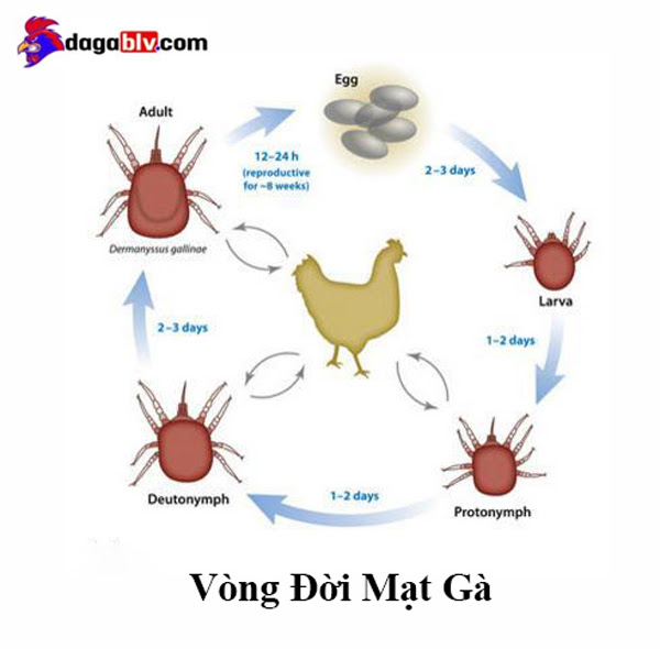 Vòng đời bọ mạt gà