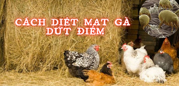 Cách diệt mạt gà