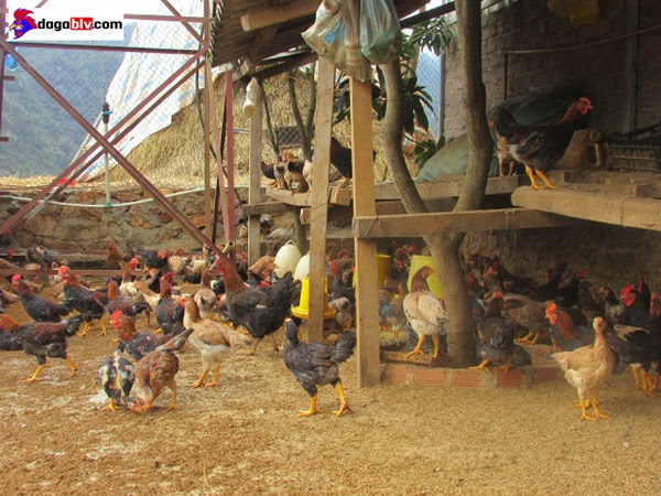 Chuồng gà là nơi mạt gà có khả năng xuất hiện nhiều nhất