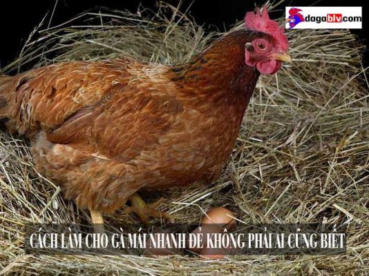 cách làm cho gà mái nhanh đẻ