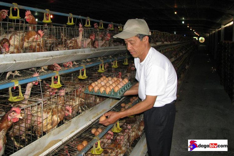 Ngỡ ngàng với cách làm cho gà mái nhanh đẻ đơn giản mà hiệu quả 2 Ngỡ ngàng với cách làm cho gà mái nhanh đẻ đơn giản mà hiệu quả Mô hình nuôi gà đẻ trứng nhốt chuồng