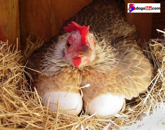Ngỡ ngàng với cách làm cho gà mái nhanh đẻ đơn giản mà hiệu quả 3 Ngỡ ngàng với cách làm cho gà mái nhanh đẻ đơn giản mà hiệu quả Cách làm cho gà mái nhanh đẻ đẻ nhiều