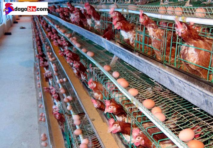 Ngỡ ngàng với cách làm cho gà mái nhanh đẻ đơn giản mà hiệu quả 5 Ngỡ ngàng với cách làm cho gà mái nhanh đẻ đơn giản mà hiệu quả Nuôi gà đẻ trứng tại nhà khoa học