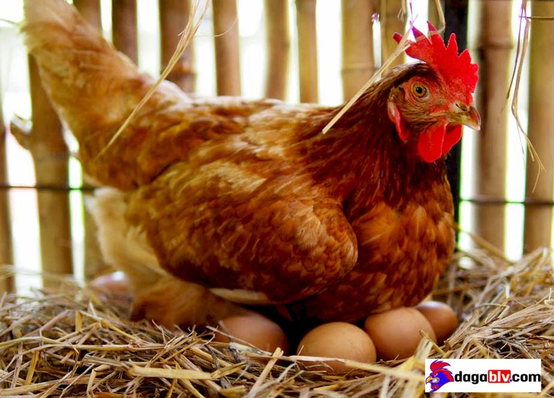 Ngỡ ngàng với cách làm cho gà mái nhanh đẻ đơn giản mà hiệu quả 4 Ngỡ ngàng với cách làm cho gà mái nhanh đẻ đơn giản mà hiệu quả Cách phối trộn thức ăn cho gà đẻ trứng