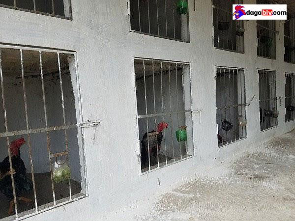 Các cách làm chuồng gà chọi đơn giản, đúng chuẩn nhất 5 Các cách làm chuồng gà chọi đơn giản, đúng chuẩn nhất Mẫu chuồng gà đẹp