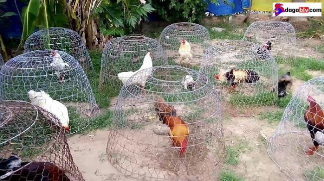 Các cách làm chuồng gà chọi đơn giản, đúng chuẩn nhất 3 Các cách làm chuồng gà chọi đơn giản, đúng chuẩn nhất Lồng làm từ thép để chạy lồng