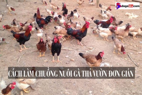 Cách làm chuồng nuôi gà thả vườn