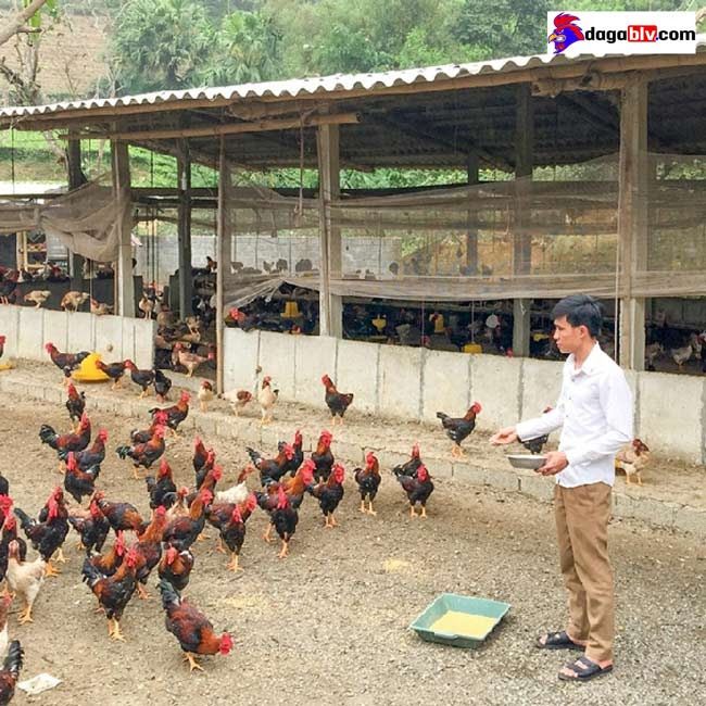 Chia sẻ chi tiết cách làm chuồng nuôi gà thả vườn đơn giản 2 Chia sẻ chi tiết cách làm chuồng nuôi gà thả vườn đơn giản Chuồng có độ thoáng nhất định