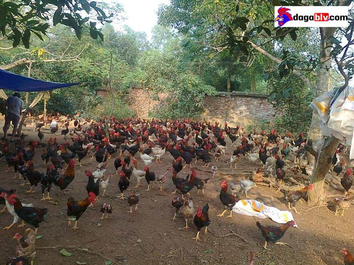 Chia sẻ chi tiết cách làm chuồng nuôi gà thả vườn đơn giản 3 Chia sẻ chi tiết cách làm chuồng nuôi gà thả vườn đơn giản Cách làm chuồng nuôi gà thả vườn đơn giản