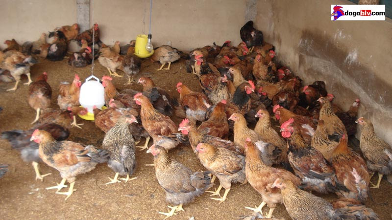 Chia sẻ chi tiết cách làm chuồng nuôi gà thả vườn đơn giản 4 Chia sẻ chi tiết cách làm chuồng nuôi gà thả vườn đơn giản Cách làm chuồng nuôi gà thả vườn - Lợp mái