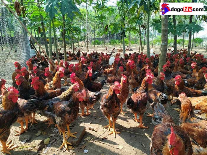 Chia sẻ chi tiết cách làm chuồng nuôi gà thả vườn đơn giản 5 Chia sẻ chi tiết cách làm chuồng nuôi gà thả vườn đơn giản cách làm chuồng gà đơn giản tại nhà