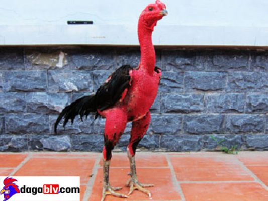 Những lưu ý trong cách xem tướng gà đá