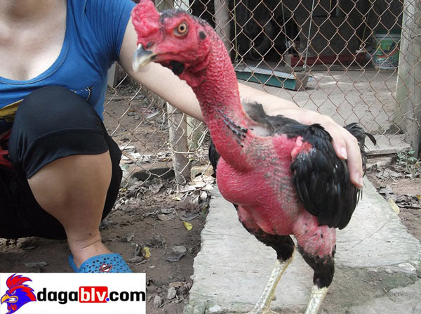 Hoặc anh em có thể thử cổ gà.