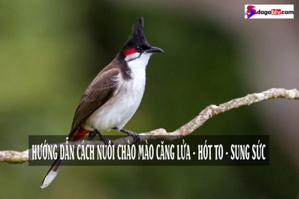 Cách nuôi chào mào căng lửa hiệu quả