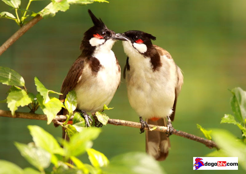 Cách vào lửa cho chào mào