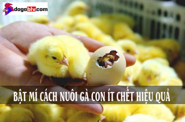 cách nuôi gà con ít chết