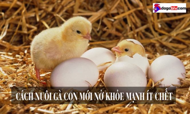 Hướng dẫn cách nuôi gà con mới nở lớn nhanh khỏe mạnh