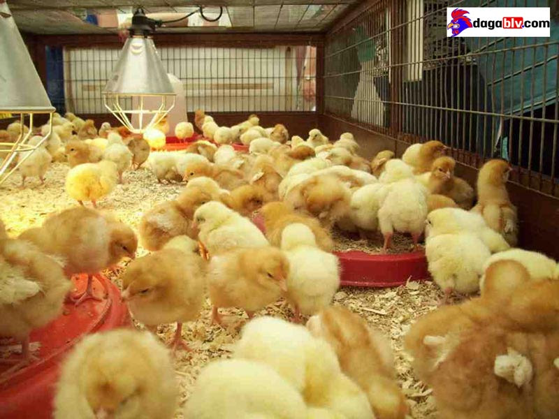 Hướng Dẫn Cách Nuôi gà Con Mới Nở Lớn Nhanh Khỏe Mạnh 3 Hướng Dẫn Cách Nuôi gà Con Mới Nở Lớn Nhanh Khỏe Mạnh Cách nuôi gà nhanh lớn