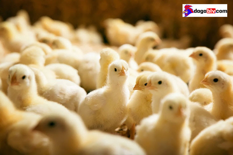 Hướng Dẫn Cách Nuôi gà Con Mới Nở Lớn Nhanh Khỏe Mạnh 4 Hướng Dẫn Cách Nuôi gà Con Mới Nở Lớn Nhanh Khỏe Mạnh Kỹ thuật úm gà con