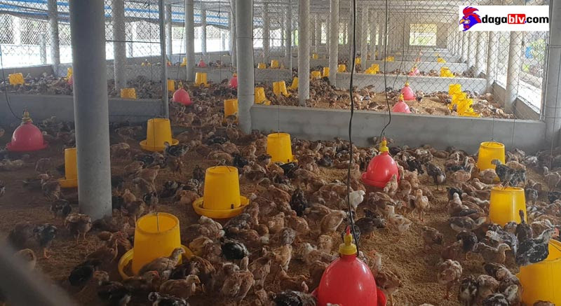 Tìm Hiểu Về Cách Nuôi Gà Công Nghiệp Nhanh Lớn Khỏe Mạnh 1 Tìm Hiểu Về Cách Nuôi Gà Công Nghiệp Nhanh Lớn Khỏe Mạnh Lợi ích khi nuôi gà công nghiệp - Cách nuôi gà công nghiệp nhanh lớn