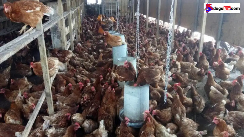 Tìm Hiểu Về Cách Nuôi Gà Công Nghiệp Nhanh Lớn Khỏe Mạnh 4 Tìm Hiểu Về Cách Nuôi Gà Công Nghiệp Nhanh Lớn Khỏe Mạnh Cách nuôi gà công nghiệp mau lớn