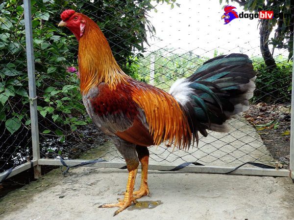 Quá Trình Chăm Sóc Gà Đá Cựa Sắt
