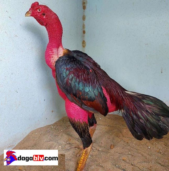 Cách cho gà chọi nhanh tăng cân