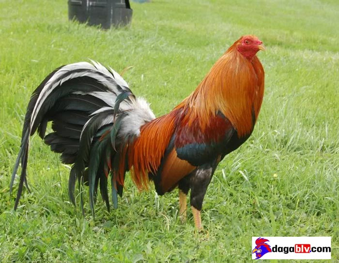 Không để gà đi đạp mái lung tung