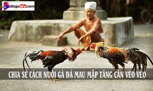 Cách nuôi gà đá mau mập