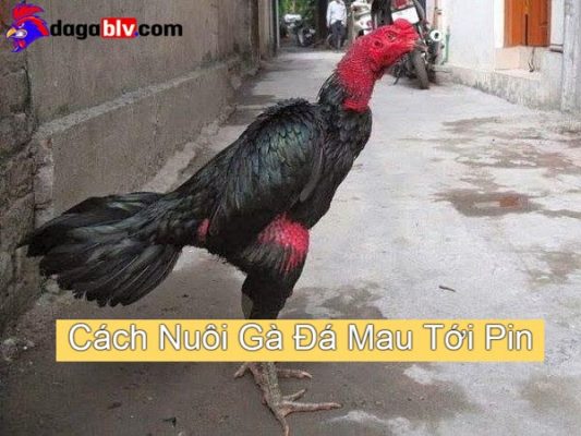 cách nuôi gà đá cựa sắt