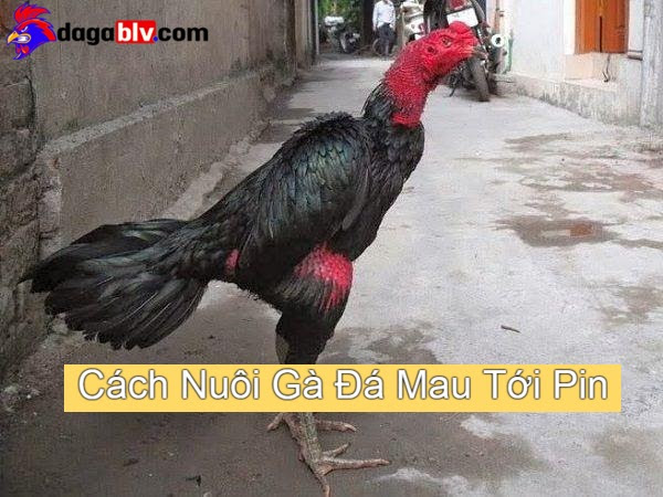 Gà Đá Tới Pin là Gì? Cách Nuôi Gà Đá Mau Tới Pin 3 Gà Đá Tới Pin là Gì? Cách Nuôi Gà Đá Mau Tới Pin Cách luyện tập khi nuôi gà đá mau tới pin