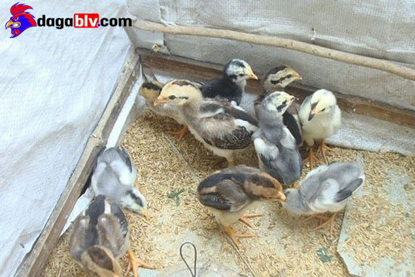 Gà Đá Tới Pin là Gì? Cách Nuôi Gà Đá Mau Tới Pin 2 Gà Đá Tới Pin là Gì? Cách Nuôi Gà Đá Mau Tới Pin Chọn giống trong cách nuôi gà đá mau tới pin