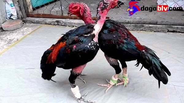 Gà Đá Tới Pin là Gì? Cách Nuôi Gà Đá Mau Tới Pin 4 Gà Đá Tới Pin là Gì? Cách Nuôi Gà Đá Mau Tới Pin Mẹo thường gặp khi nuôi gà đá mau tới pin