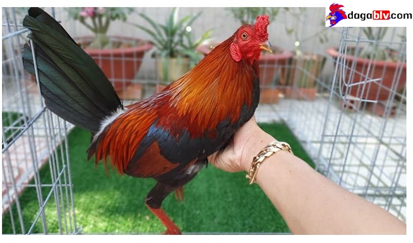 Cách nuôi gà tre sung sức để thi đấu