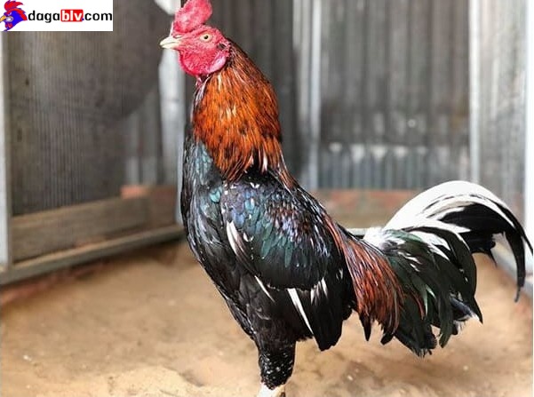 Những điều cần biết khi chăm nuôi gà tre đá