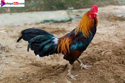 Cách nuôi gà tre đá bo lớn theo từng độ tuổi