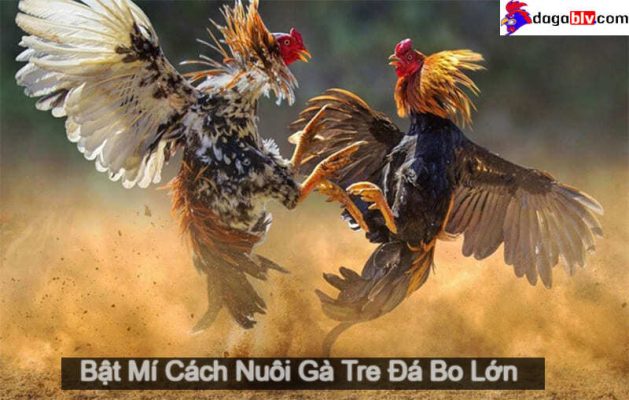 cách nuôi gà tre đá bo lớn