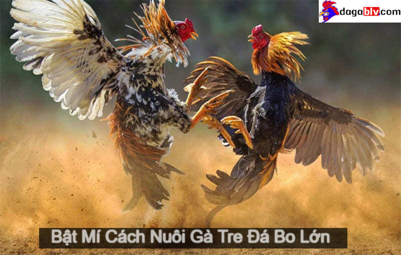 Cách nuôi gà tre đá bo lớn chuẩn nhất