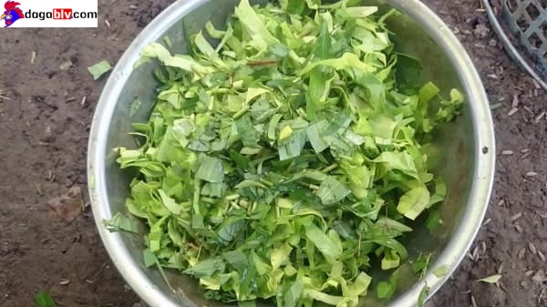 Chế độ dinh dưỡng dành cho gà tre đá bo lớn