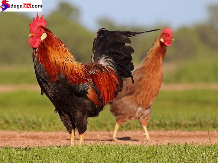 Đặc điểm cách nuôi gà tre đá bo lớn