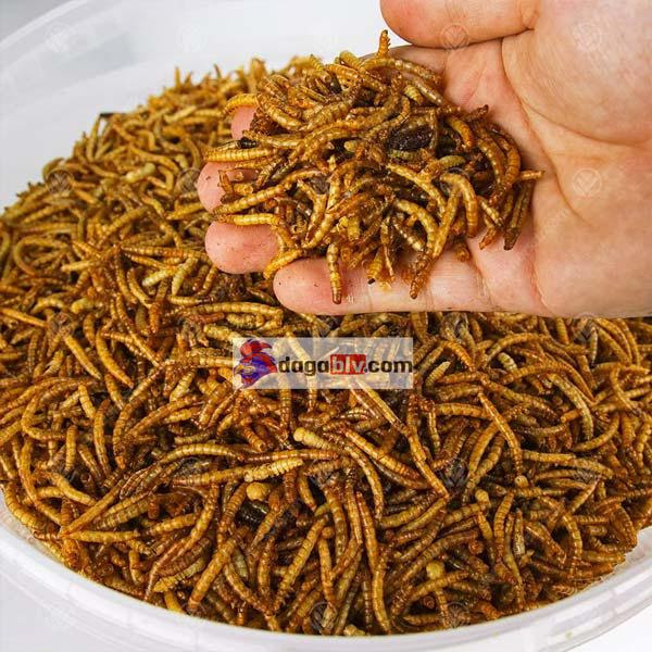 Cách nuôi gà tre đá có lực bằng chế độ dinh dưỡng
