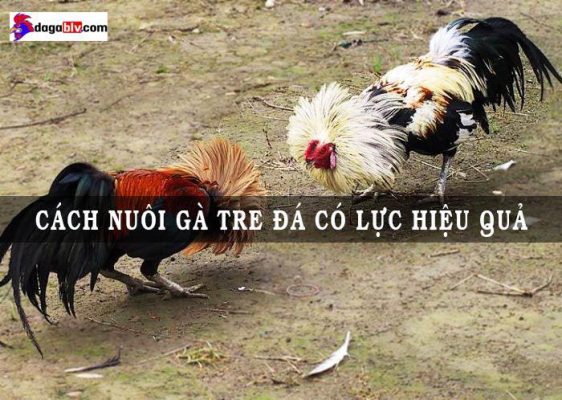 cách nuôi gà tre đá có lực