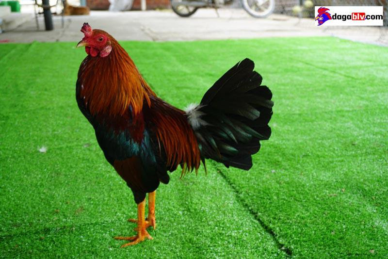Cách nuôi gà tre đá có lực sung mãn nhất
